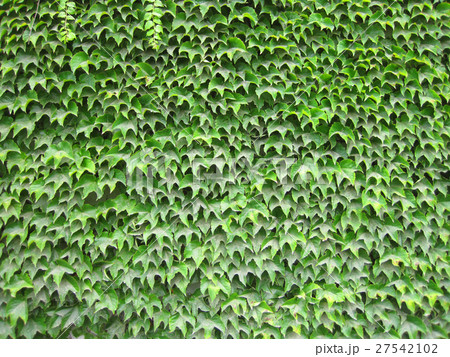 green leaves wall green leaves wall 27542102