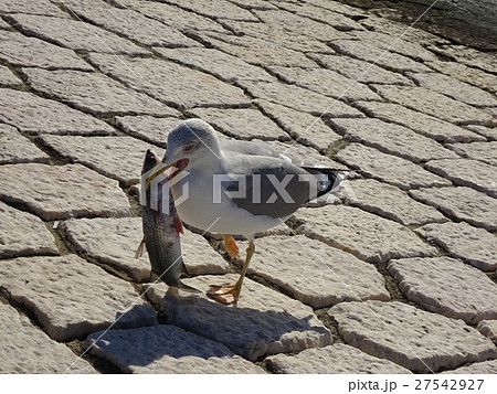 得意げなカモメ 27542927
