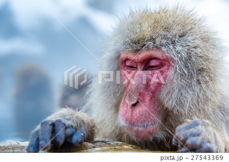 Snow monkey Macaque Onsen Snow monkey Macaque Onsen 27543369