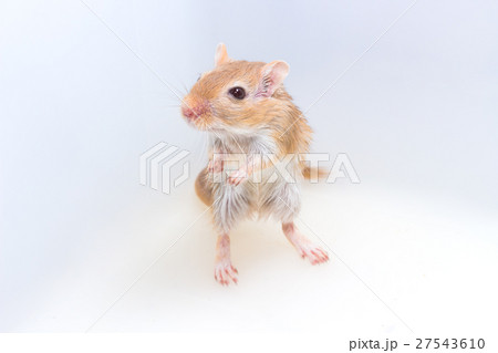 Mongolian gerbil, Desert Rat Mongolian gerbil, Desert Rat 27543610