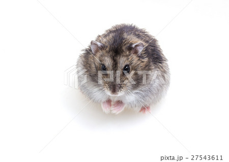 Normal Color of Winter White Hamster Normal Color of Winter White Hamster 27543611