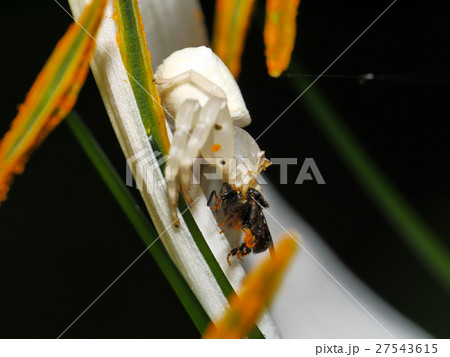 Spider Flower on Spider Lily Spider Flower on Spider Lily 27543615