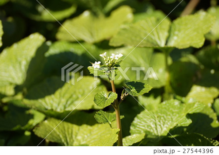 ワサビ　花と葉っぱ 27544396