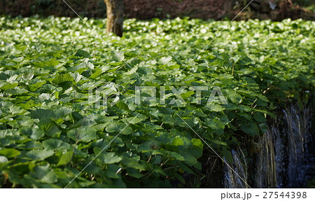 わさび田　棚田　 27544398