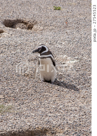 Magellanic Penguin of Punta Tombo Patagonia 27545523