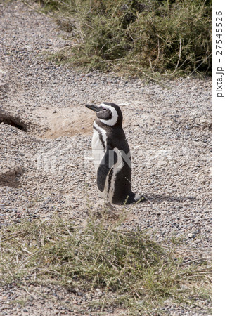 Magellanic Penguin of Punta Tombo Patagonia 27545526