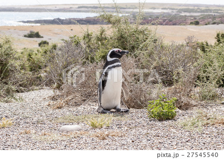 Magellanic Penguin of Punta Tombo Patagonia Magellanic Penguin of Punta Tombo Patagonia 27545540