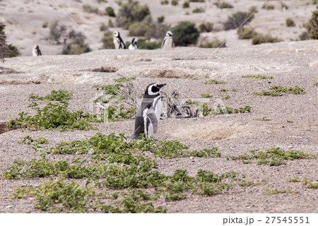 Magellanic Penguin of Punta Tombo Patagonia Magellanic Penguin of Punta Tombo Patagonia 27545551