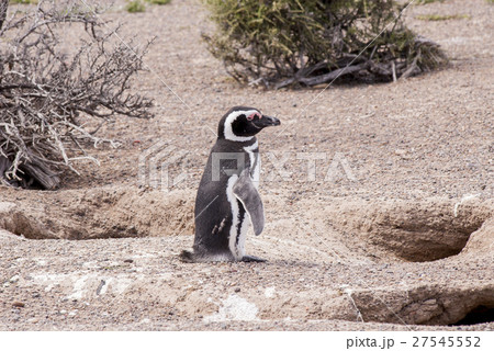 Magellanic Penguin of Punta Tombo Patagonia Magellanic Penguin of Punta Tombo Patagonia 27545552