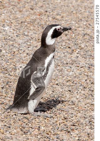 Magellanic Penguin of Punta Tombo Patagonia Magellanic Penguin of Punta Tombo Patagonia 27545570