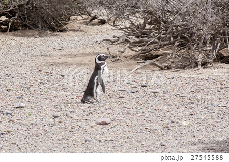 Magellanic Penguin of Punta Tombo Patagonia Magellanic Penguin of Punta Tombo Patagonia 27545588