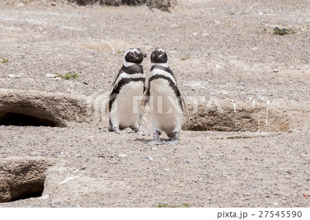 Magellanic Penguin of Punta Tombo Patagonia Magellanic Penguin of Punta Tombo Patagonia 27545590