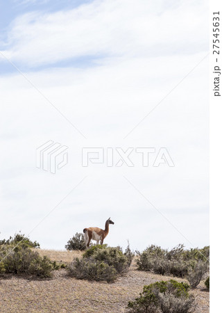 Guanaco in the national park of Punta Tombo 27545631