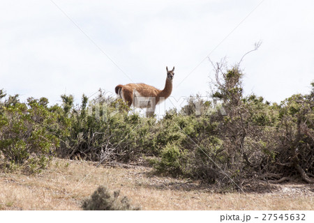 Guanaco in the national park of Punta Tombo 27545632