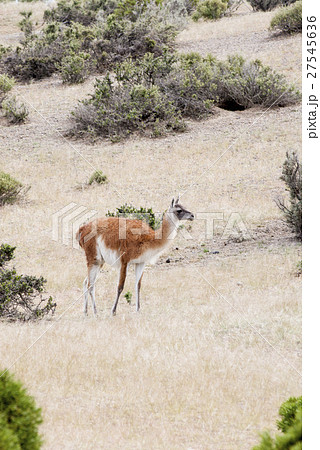 Guanaco in the national park of Punta Tombo Guanaco in the national park of Punta Tombo 27545636