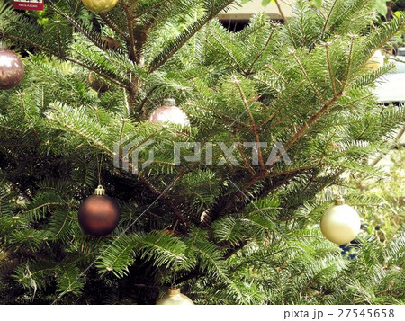 モミ/日比谷´ モミ/日比谷´ 27545658