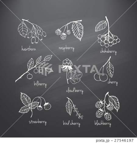 Set of garden and wild chalk hand-drawn berries 27546197