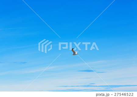 青空にカモメ 27546522