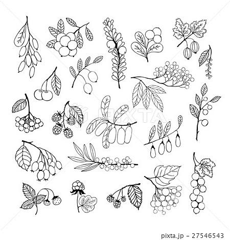 Set of garden and wild hand-drawn sketch berries 27546543