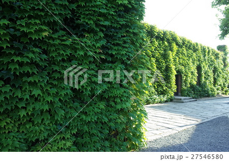 蔦_旧倉敷紡績 蔦_旧倉敷紡績 27546580