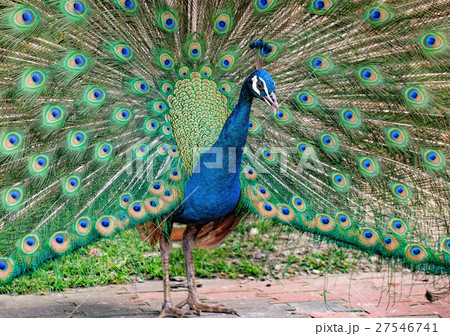 Portrait of indian male Peacock Portrait of indian male Peacock 27546741