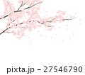 ソメイヨシノ 27546790