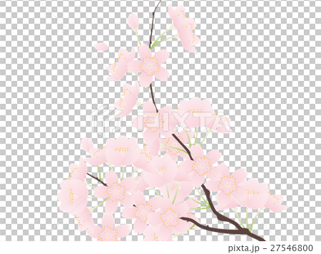 ソメイヨシノ 27546800