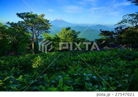 朝の丹沢・檜洞丸山頂からの富士山 朝の丹沢・檜洞丸山頂からの富士山 27547021