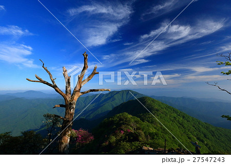 新緑の丹沢・檜洞丸から大室山への稜線を望む 27547243