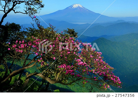 丹沢・檜洞丸のミツバツツジと富士山 27547356