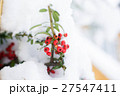 雪の南天 27547411