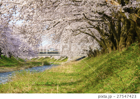 桜並木 桜並木 27547423