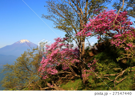 丹沢・檜洞丸のミツバツツジと富士山 丹沢・檜洞丸のミツバツツジと富士山 27547440