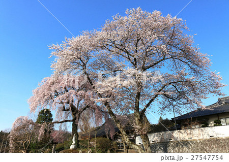 昌建寺のしだれ桜(泉崎村) 昌建寺のしだれ桜(泉崎村) 27547754