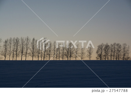 夕暮れの丘とシラカバ並木 27547788