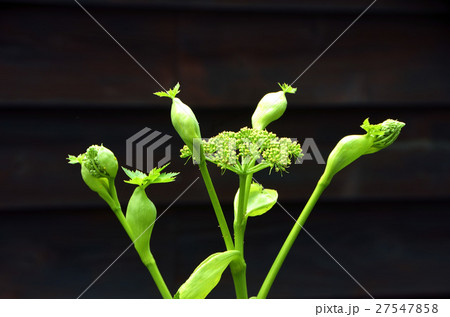 アシタバの花 アシタバの花 27547858