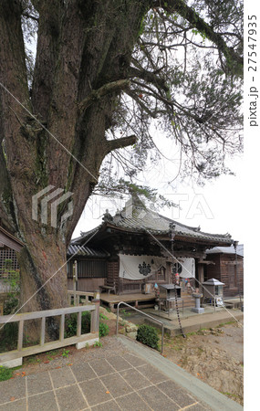 四国霊場第14番札所「常楽寺」大師堂とイチイの巨木 四国霊場第14番札所「常楽寺」大師堂とイチイの巨木 27547935