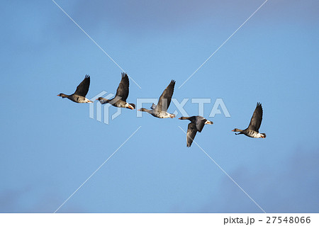 マガン(真雁) マガン(真雁) 27548066