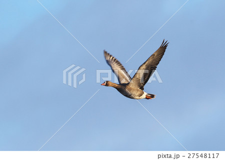 マガン(真雁) マガン(真雁) 27548117