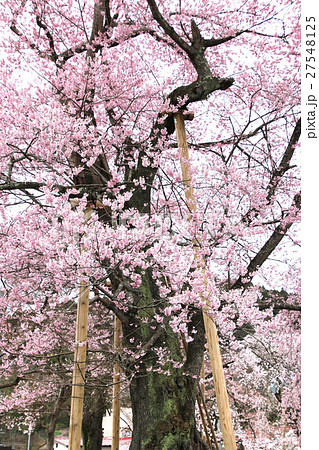 向ヶ岡公園の桜(塙町) 向ヶ岡公園の桜(塙町) 27548125