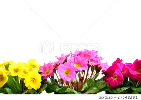 さくら草 27548281