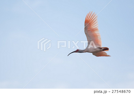 飛翔する佐渡ヶ島のトキ 飛翔する佐渡ヶ島のトキ 27548670