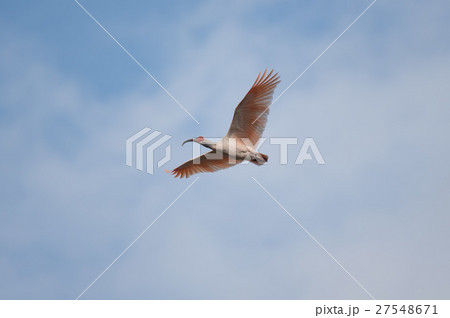 大空を舞う朱鷺 大空を舞う朱鷺 27548671