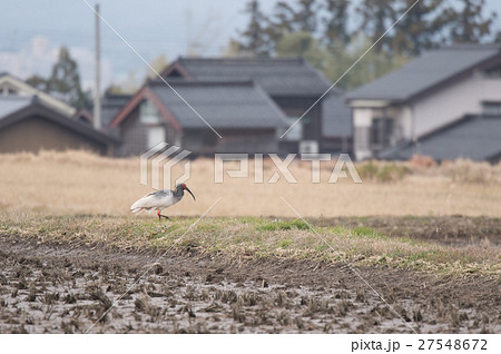 佐渡ヶ島で暮らすトキ 佐渡ヶ島で暮らすトキ 27548672