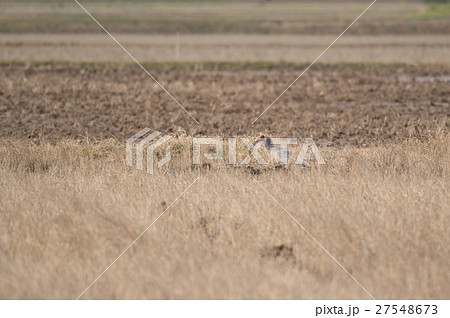 ザリガニを捕ったトキ 27548673