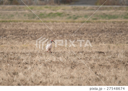 国仲平野のトキ 27548674