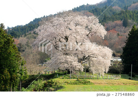 戸津辺の桜（矢祭町） 27548860