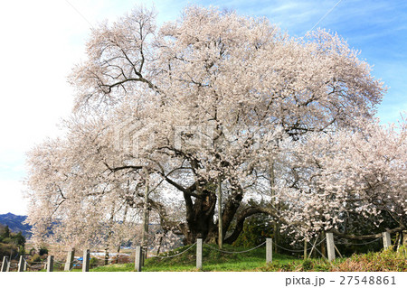 戸津辺の桜（矢祭町） 27548861