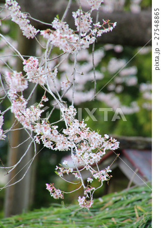 戸津辺の桜（矢祭町） 27548865