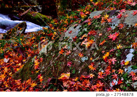 落ち葉 27548878
